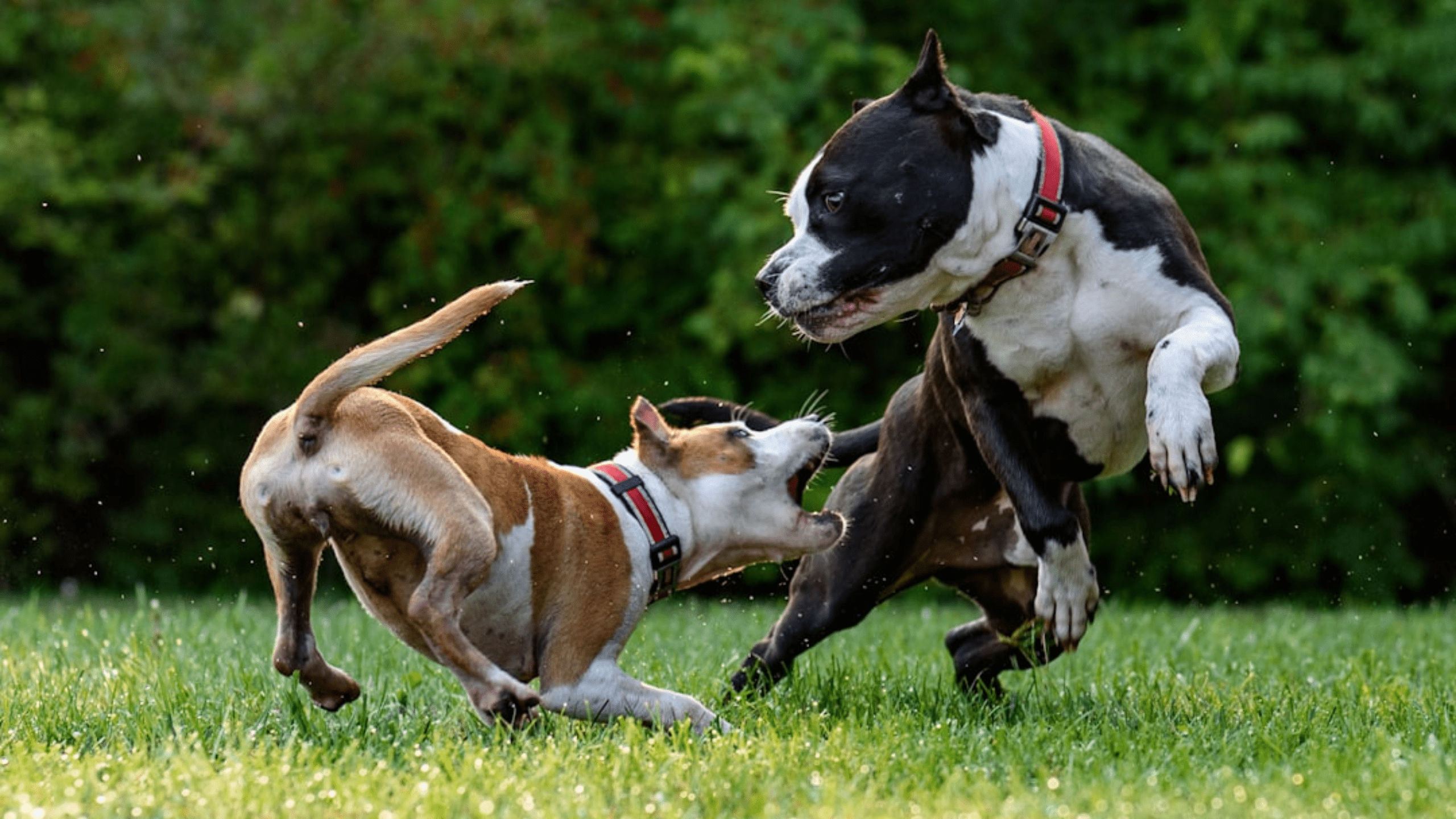 Hundesachkunde - Nächste Termine